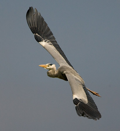 Grey Heron flying